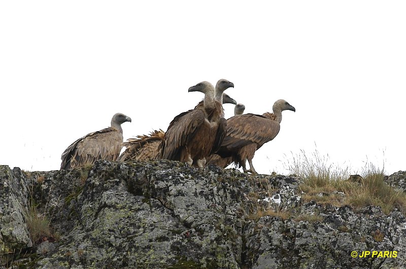 Gyps fulvus